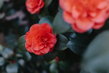 Beautiful pink Camellia flowers in a garden.