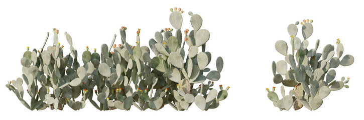 Set of 3D view opuntia cactus Isolated on PNGs transparent background ,Use for visualization in graphic design © Monika