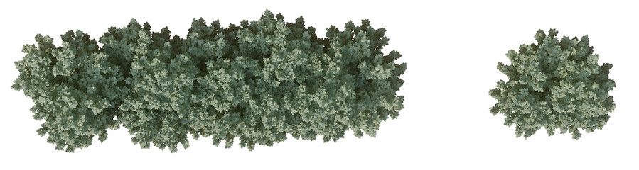 Plan 2D view shrub composition Isolated on PNGs transparent background ,Use for visualization in graphic design	
