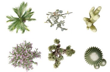 Set of plan 2D view succulent Isolated on  PNGs transparent background ,Use for visualization in graphic design