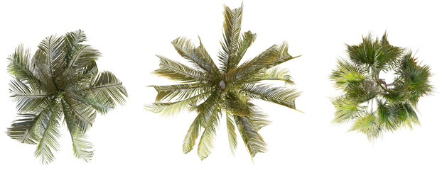 Set of 3D Palm plan on white background, Use for visualization in graphic design © Monika