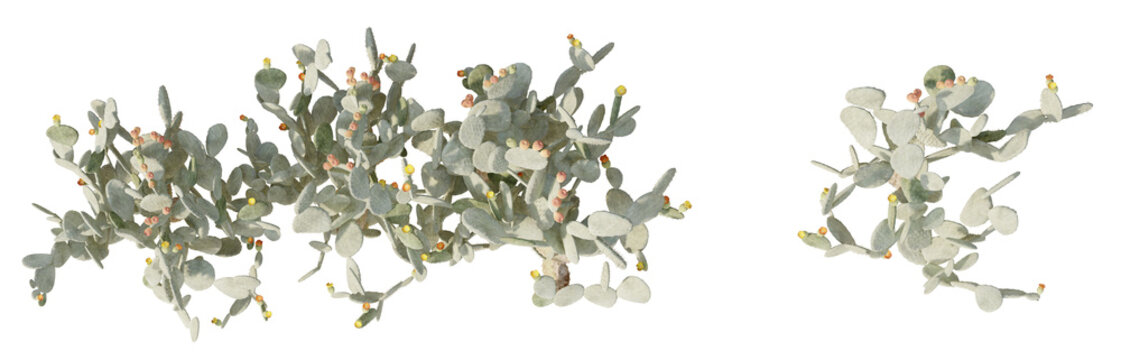 Set of 2D plan opuntia cactus Isolated on PNGs transparent background ,Use for visualization in graphic design