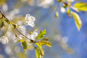 cherry blossom on tree