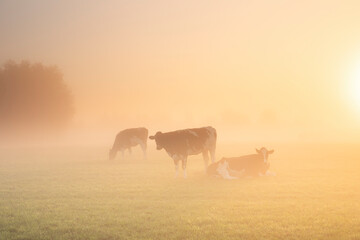cows on misty pasture at sunrise