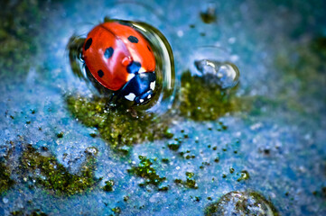 Obraz na płótnie Canvas ladybug on a blade of grass