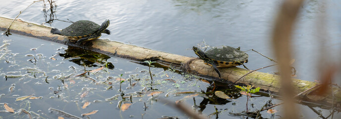 Two Yellow Bellied Slider Turtles sitting on log