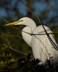 Great Egret sitting in a tree