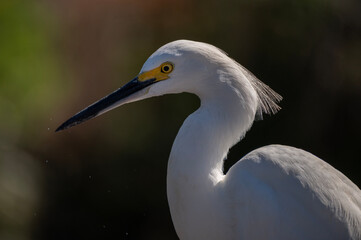 Snowy Egret close up of face