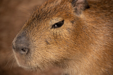 Close up of face of capybara