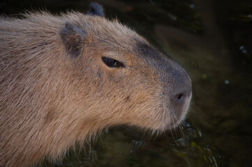 Close up of face of capybara