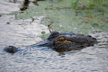 Wild american alligator in water