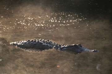 American alligator in water with fog at sunrise