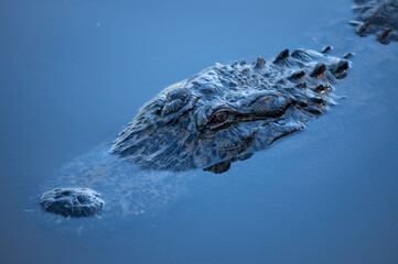 American alligator in water reflecting blue sky