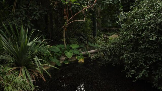 palm trees and other plants in the botanical garden