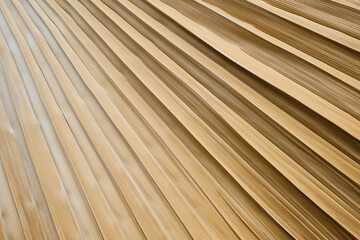 Abstract texture background. Dry palm leaf. A beautiful light shadow on a large palm leaf. Texture of tropical leaves. Palm leaves