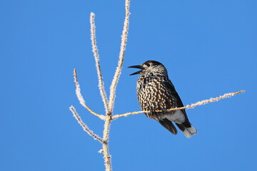 Nucifraga caryocatactes. Nutcracker on a frosty day against a blue sky