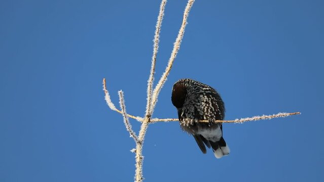 Nucifraga caryocatactes. Nutcracker close-up on a blue sky background