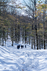 Scenic view of Akfadou Forest in Bejaia covered by snow