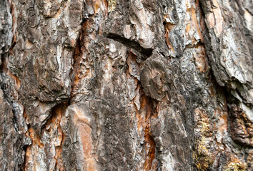 Beautiful texture of brown tree bark.Tree trunk with hard and rough bark. Thick bark covers a massive autumn tree.