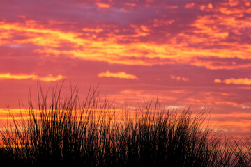 Dune Grass Sunset