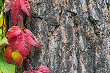 Tree bark framed with leaves. Beautiful texture of brown tree bark.Tree trunk with hard and rough bark. Thick bark covers a massive autumn tree.