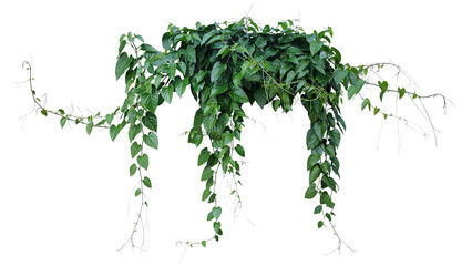 Green leaves Javanese treebine or Grape ivy (Cissus spp.) jungle vine hanging ivy plant bush - 574756465