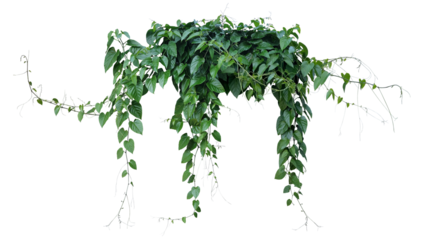 Green leaves Javanese treebine or Grape ivy (Cissus spp.) jungle vine hanging ivy plant bush