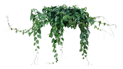 Poster Green leaves Javanese treebine or Grape ivy (Cissus spp.) jungle vine hanging ivy plant bush © Chansom Pantip