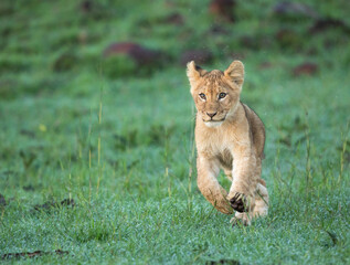 Obraz na płótnie Canvas Lion Cub Running In Wet Grass