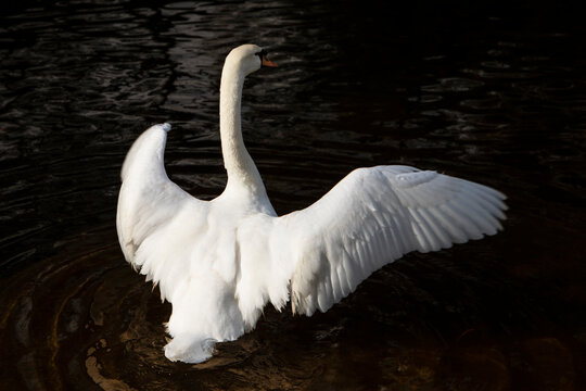 Cisne blanco abriendo sus alas