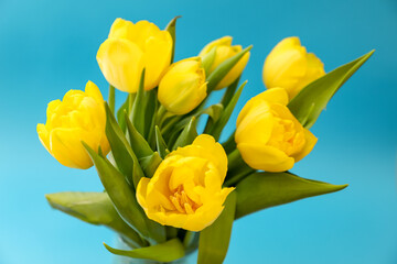 A yellow tulip bunch on blue background. Spring floral wallpaper. Ukrainian flag concept