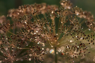 Gold and Yellow sparkling 
lights Background. Shiny twig. Beautiful yellow flowers of Dill with Dew Drops . Wallpaper, Luxury nature. Defocused abstract multicolor shiny background. Abstract lights