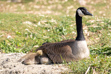 Goose on Guard.  Canada Goose (Branta canadensis) watches over its clutch of golden goslings.  The young are only a few days old and rely on the parental care to survive
