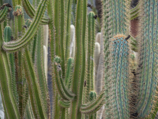 Vulkaninsel Lanzarote  in spanien