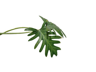 Philodendron Winterbourn plant. Philodendron xanadu