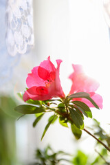 Vivid Azaleas flowers with sun rays on a window sill. Concept of window gardening