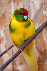 Parrot with yellow, red and green feathers sits on branch