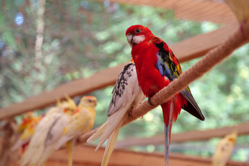 Parrots with colorful feathers sits on a rope