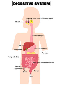 Human digestive system.Gastrointestinal tract.Anatomy diagram.Chart of Biology.Medical education.Internal organs.part of body.Anatomical and medical.Graphic design.Flat design.Vector illustration.