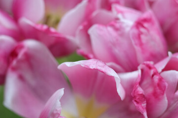Obraz na płótnie Canvas Beautiful bouquet. Floral background. Tulip bud. Tulipa. Macro photo pink petals with short depth of field. Floral card with beautiful pink tulip petals closeup. Petal from a pink tulip. Minimalism. 