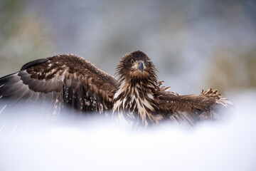 Eagle wingspan deep in the snow