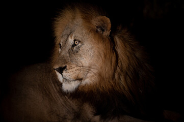Naklejka na ściany i meble Portrait of a male lion at night
