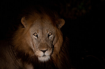 Fototapeta na wymiar Portrait of a male lion at night