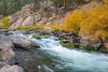 Fototapeta na wymiar Beautiful Creek Cutting a Gorge in the 11 Mile Canyon of Colorado