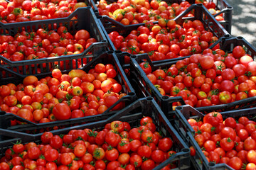 Delicious red tomatoes