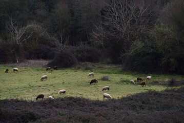 Green mountain valley with grazing sheep in early spring