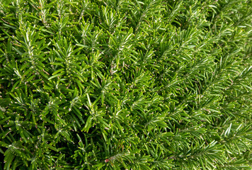 immagine vivida di un campo di rosmarino