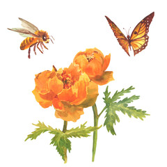 Watercolor orange field flowers, globe-flower. Spring orange flowers with green leaves, orange butterfly and bee. Floral hand drawn banner. Realistic botanical illustration for Easter cards
