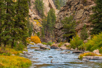 Beautiful Creek Cutting a Gorge in the 11 Mile Canyon of Colorado Being Enjoyed by a Flyfisherman.