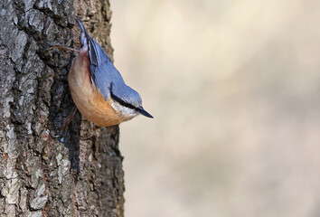 Eurasian nuthatch or wood nuthatch (Sitta europaea) standing upside down on a tree. Colorful forest...